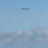 /album/mer/frida-dumont-img-3224-jpg/